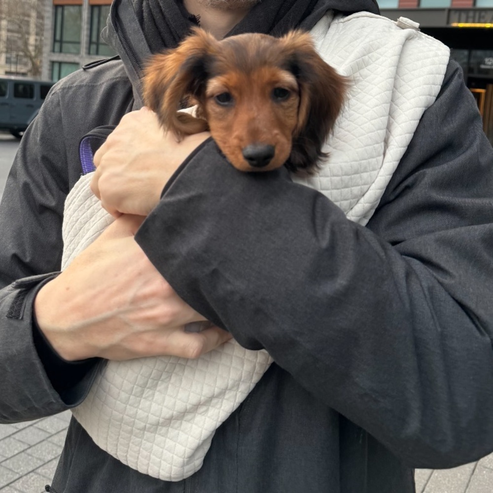 Moncheri Dog Sling
